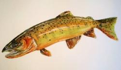 Green Back Cutthroat Trout